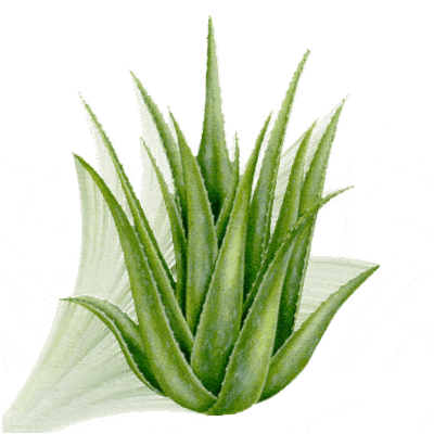 Aloe Vera, Harmful, or Healthy?