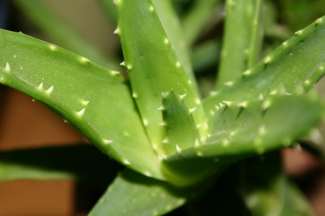 Aloe Vera Can Help With Oral Pain