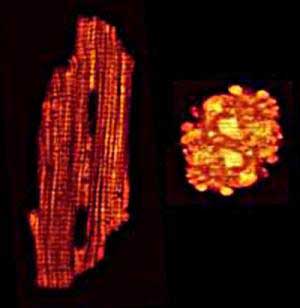 Can A Patient Actually Grow Heart Cells
