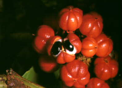Everything You Need To Know About Guarana