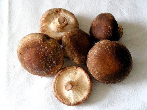 The Medicinal Properties Of Shiitake Mushrooms