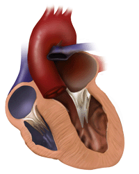The Facts On Long Term Prognosis For Patients With Cardiomyopathy