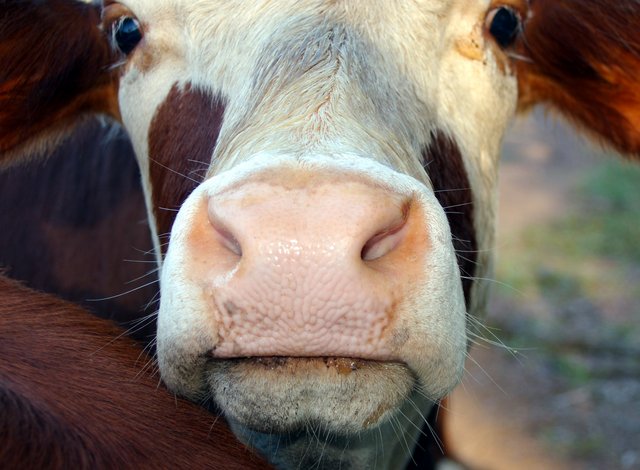 Do You Need Bovine Colostrum