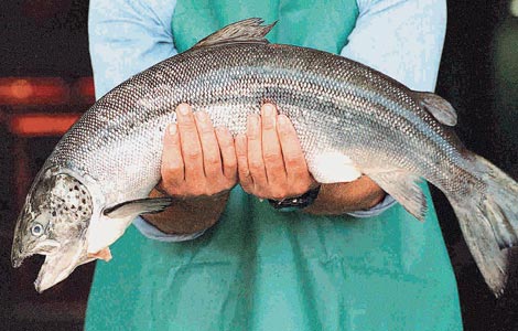 The Benefits Of Omega 3 For Cardiovascular Health