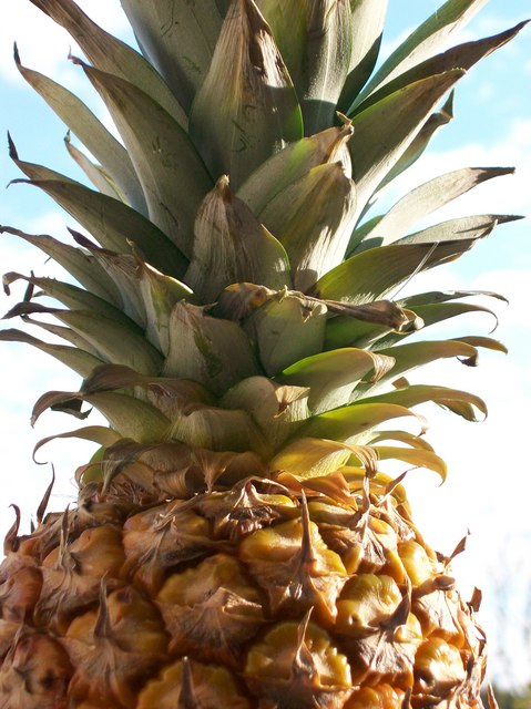 The Healing Properties Of Pineapples