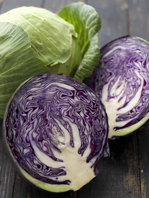 cabbage300w.jpg